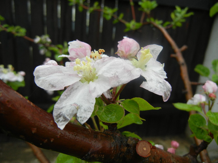 Apple Blossom_Flori mar (2012, April 15)