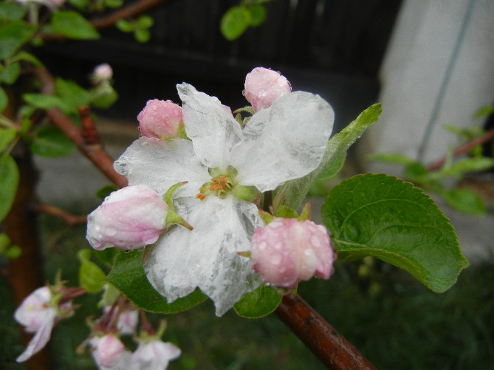 Apple Blossom_Flori mar (2012, April 15)