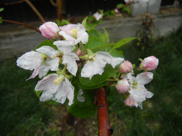 Apple Blossom_Flori mar (2012, April 15)