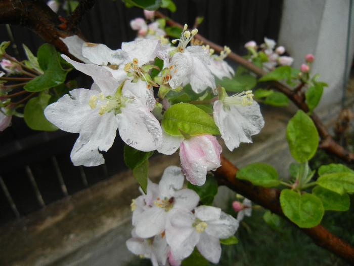 Apple Blossom_Flori mar (2012, April 15)