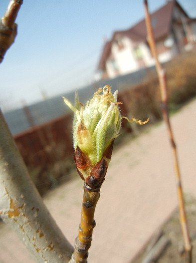 Pear Tree Buds_Muguri (2012, April 04) - Pear Tree_Par Napoca