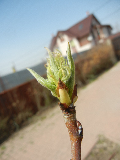 Pear Tree Buds_Muguri (2012, April 04) - Pear Tree_Par Napoca