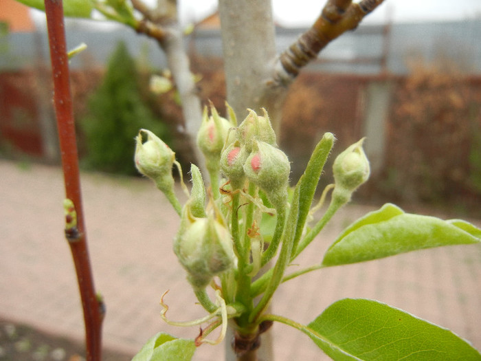 Pear Tree Blossom (2011, April 09) - Pear Tree_Par Napoca