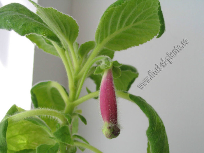 NEW - Kohleria Lemon Demon; 2012
