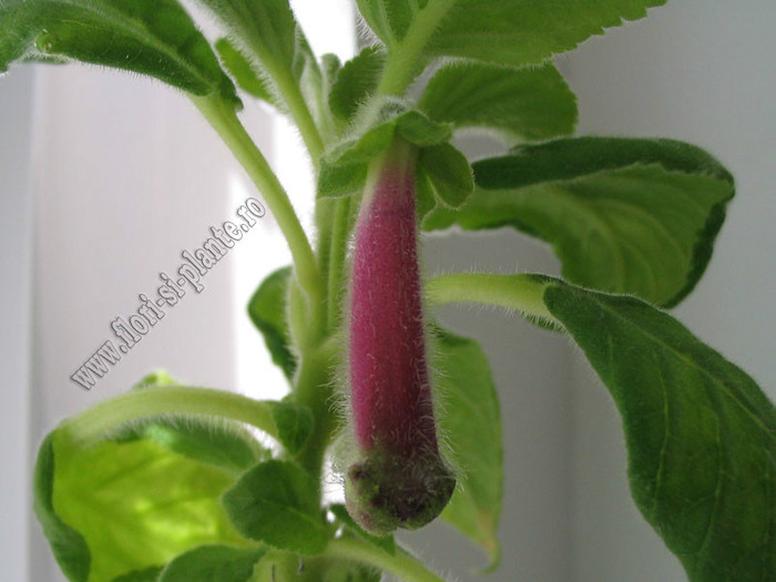 NEW - Kohleria Lemon Demon; 2012
