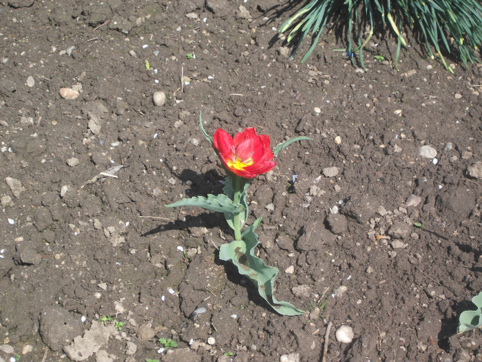 DSCF3877 - Florile bunicii 2012