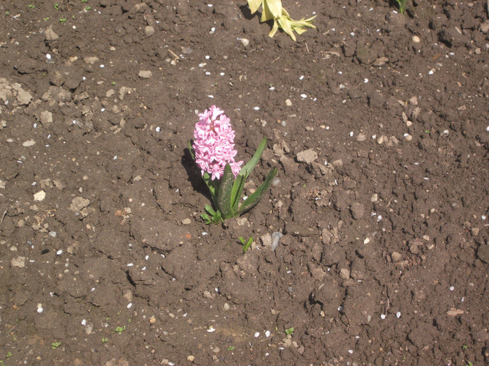 DSCF3880 - Florile bunicii 2012