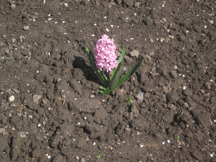 DSCF3891 - Florile bunicii 2012