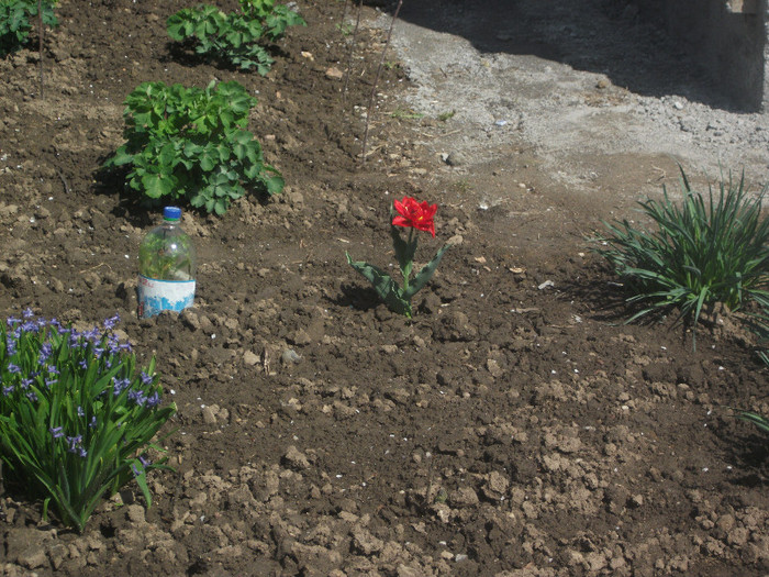 DSCF3892 - Florile bunicii 2012