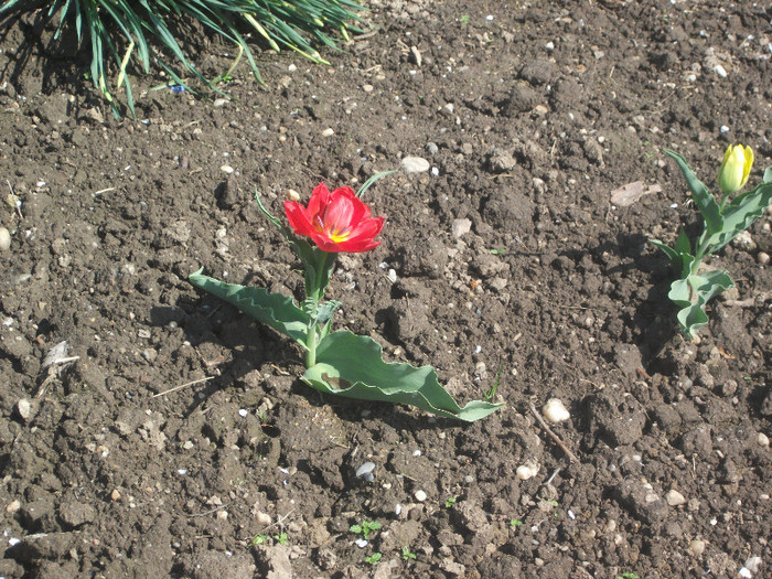 DSCF3894 - Florile bunicii 2012