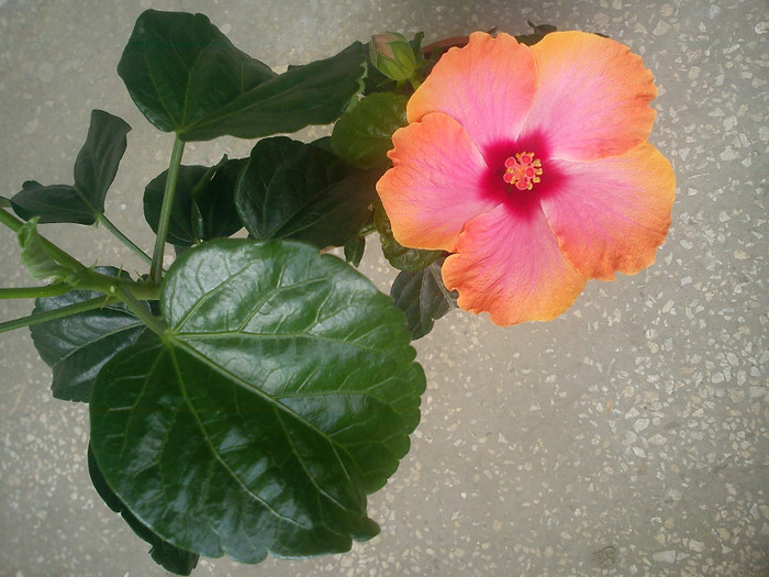 Hibiscus Passion - 2012