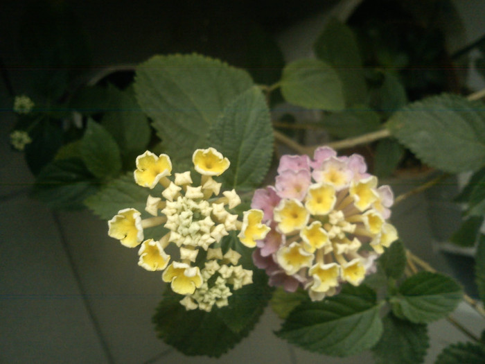 Lantana parfumata - 2012