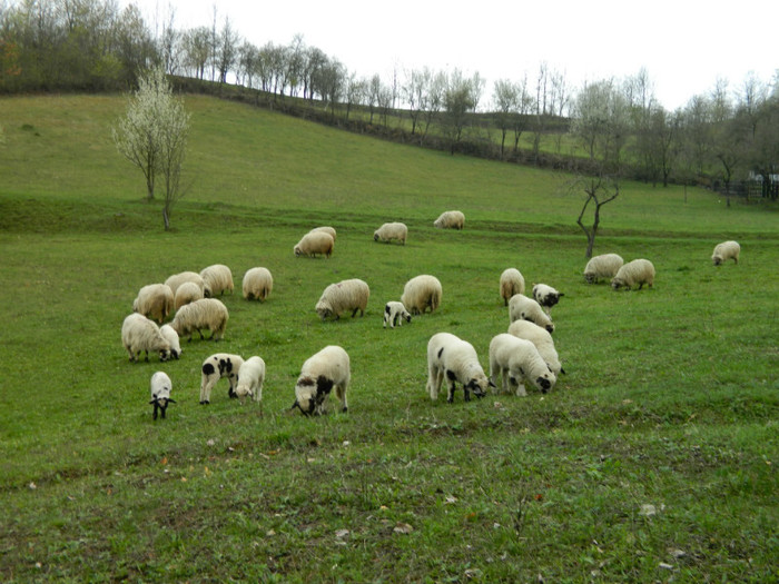 Aprilie 2012 - Oile de la Stoieneasa 2012