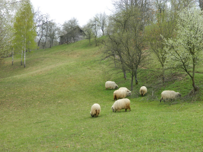 Picture 027 - Oile de la Stoieneasa 2012