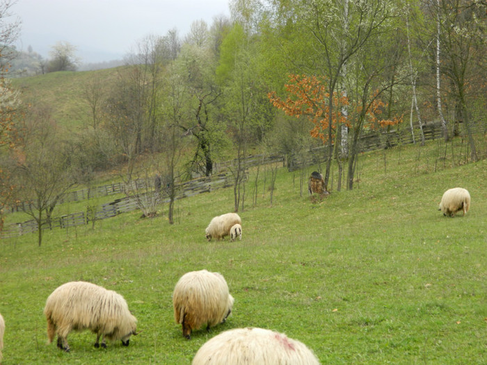 Picture 028 - Oile de la Stoieneasa 2012