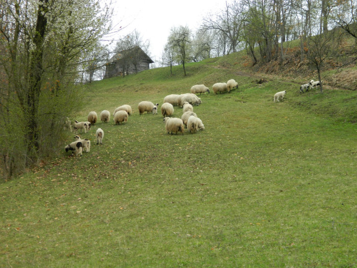 Picture 033 - Oile de la Stoieneasa 2012