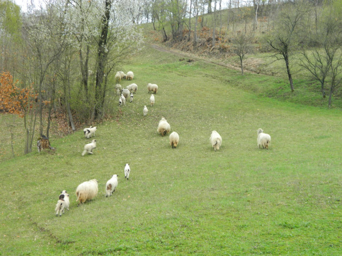 Picture 032 - Oile de la Stoieneasa 2012