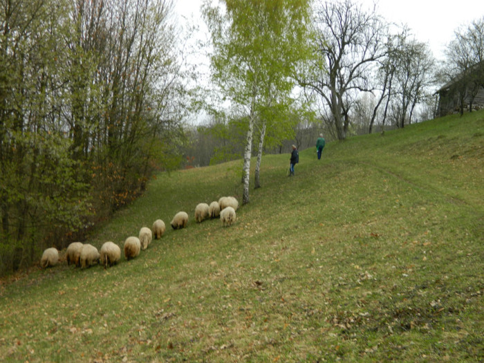 Picture 039 - Oile de la Stoieneasa 2012