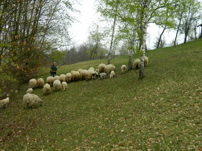 Picture 041 - Oile de la Stoieneasa 2012