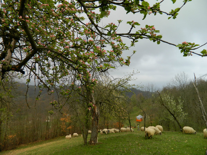 Picture 047 - Oile de la Stoieneasa 2012