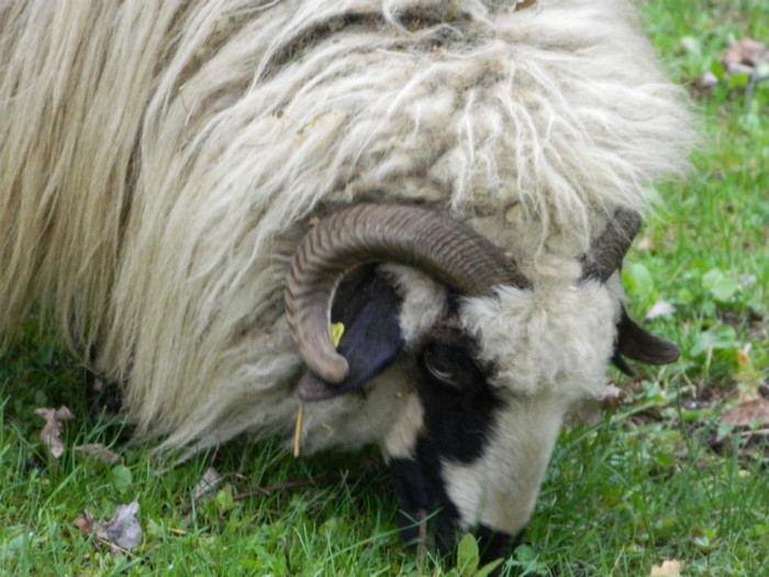 Picture 049 - Oile de la Stoieneasa 2012