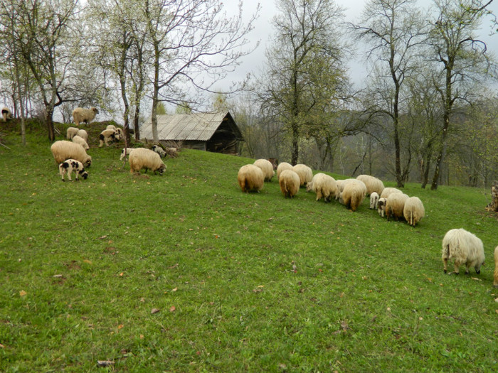 Picture 071 - Oile de la Stoieneasa 2012
