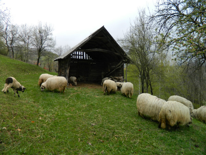 Picture 100 - Oile de la Stoieneasa 2012