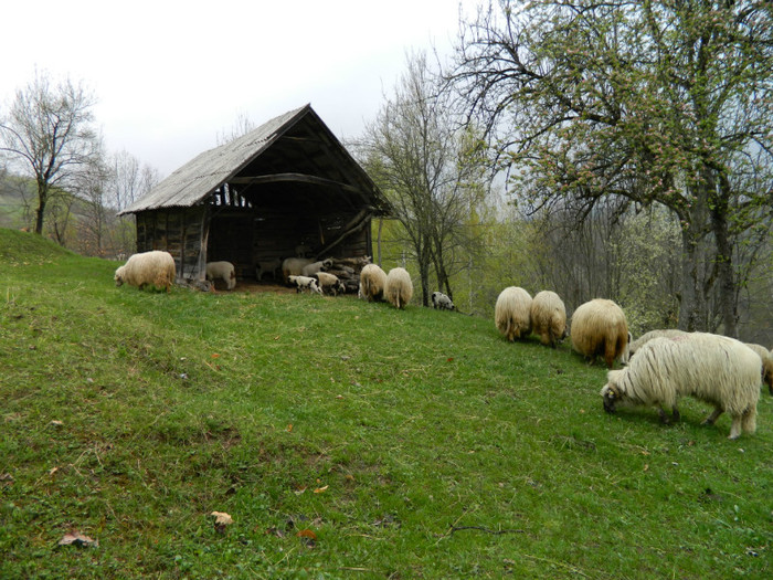 Picture 101 - Oile de la Stoieneasa 2012