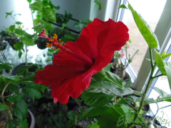 17 apr. 2012/ Brilliant - 2012 Hibiscus