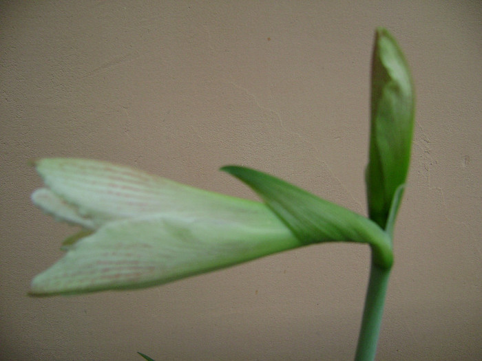 DSC08478 - amaryllis 2012