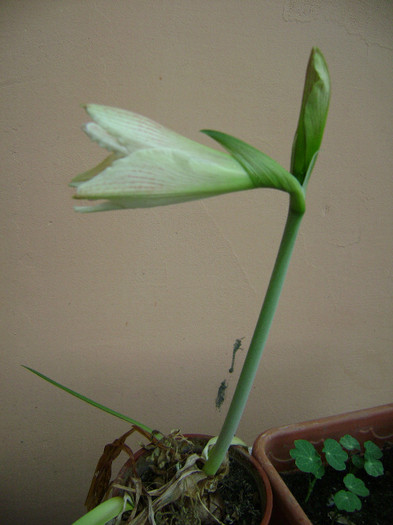 DSC08475 - amaryllis 2012