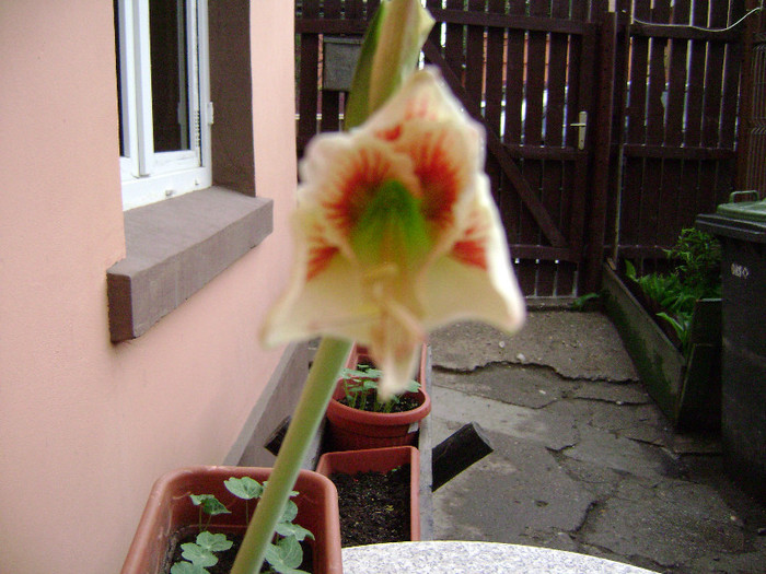 DSC08477 - amaryllis 2012