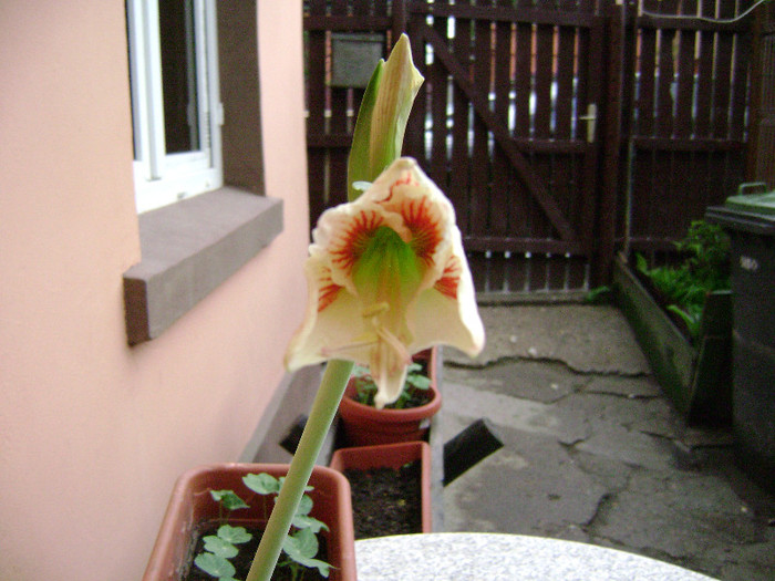 DSC08476 - amaryllis 2012