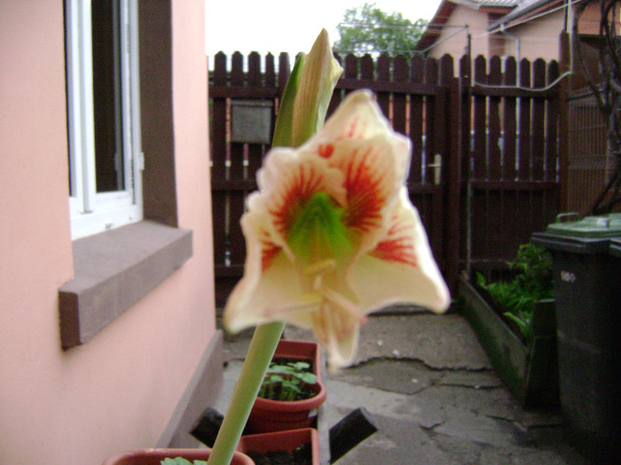 DSC08474 - amaryllis 2012