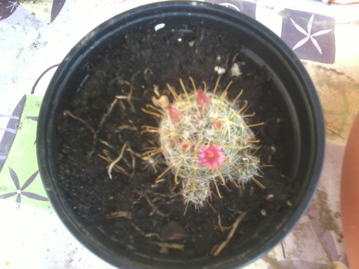 2012-04-16 15.42.34 - cactusi 2012