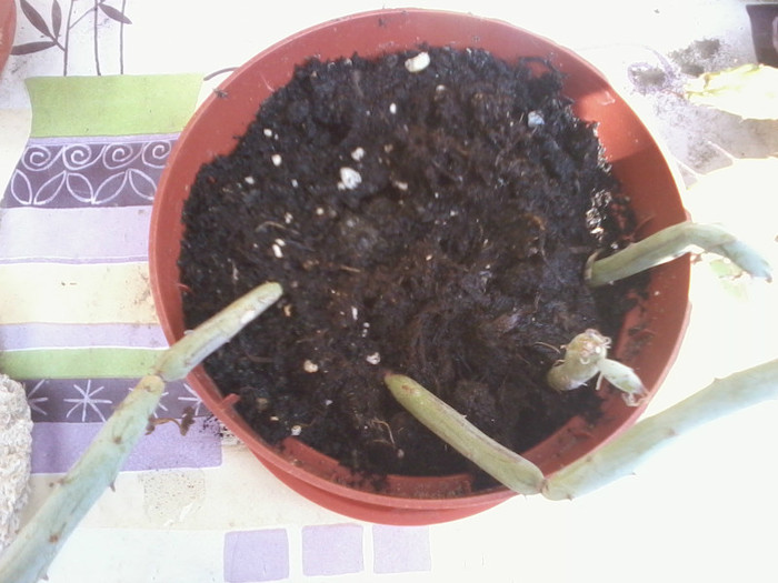 2012-04-16 15.42.40 - cactusi 2012