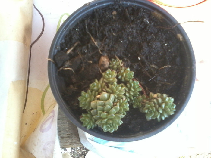 2012-04-16 15.42.45 - cactusi 2012