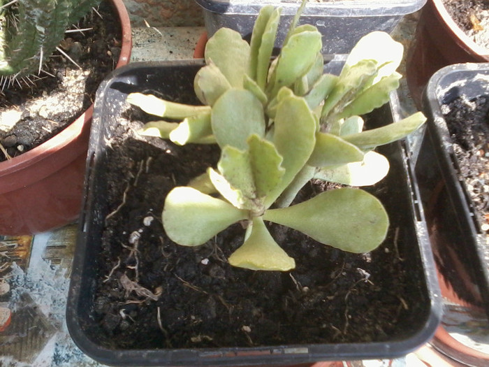 2012-04-16 15.42.51 - cactusi 2012
