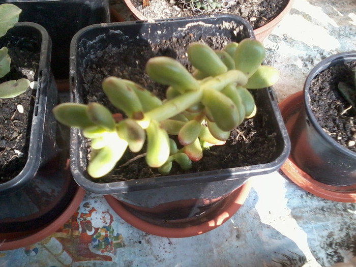 2012-04-16 15.42.54 - cactusi 2012