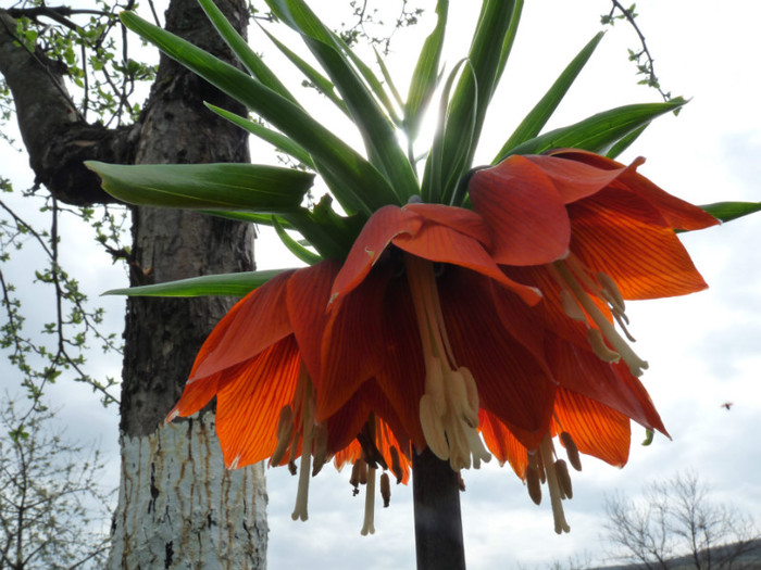 Fritillaria - Primava 2012