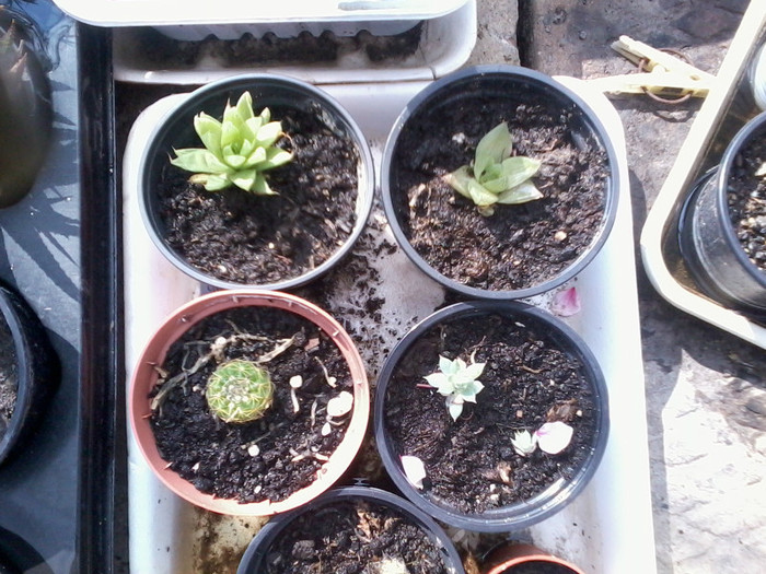 2012-04-16 15.43.07 - cactusi 2012
