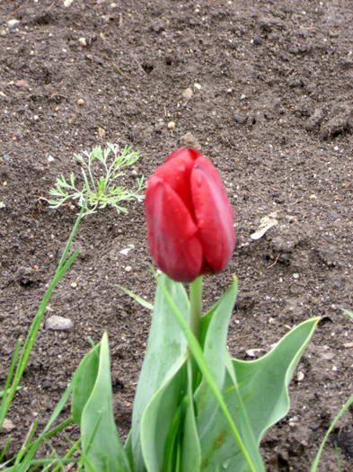 IMG_0017 - GRADINA BOTANICA TIMISOARA 2012