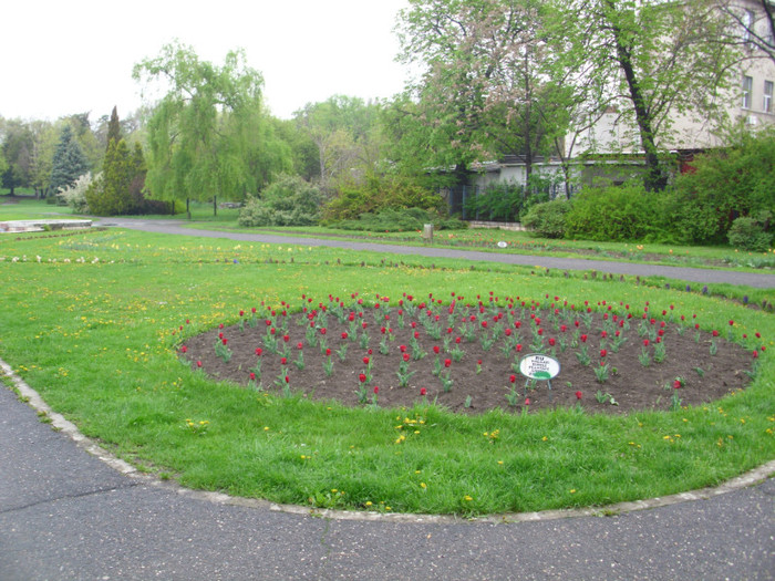 IMG_0035 - GRADINA BOTANICA TIMISOARA 2012