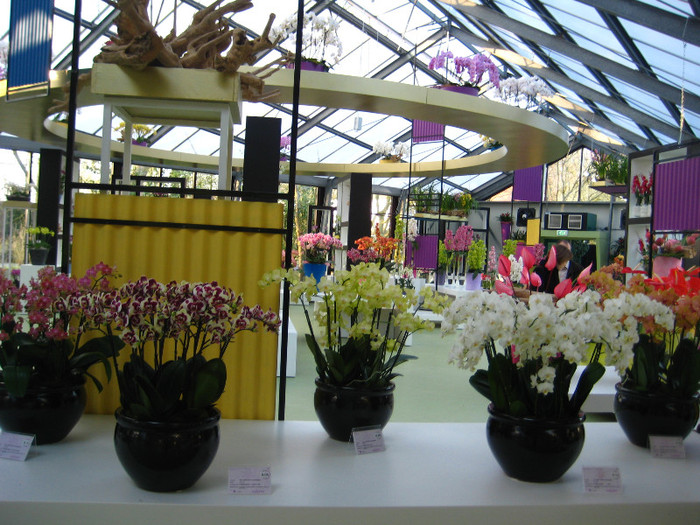 23.03.2012 o zi de vis 257 - Expozitie de orhidee Keukenhof 2012