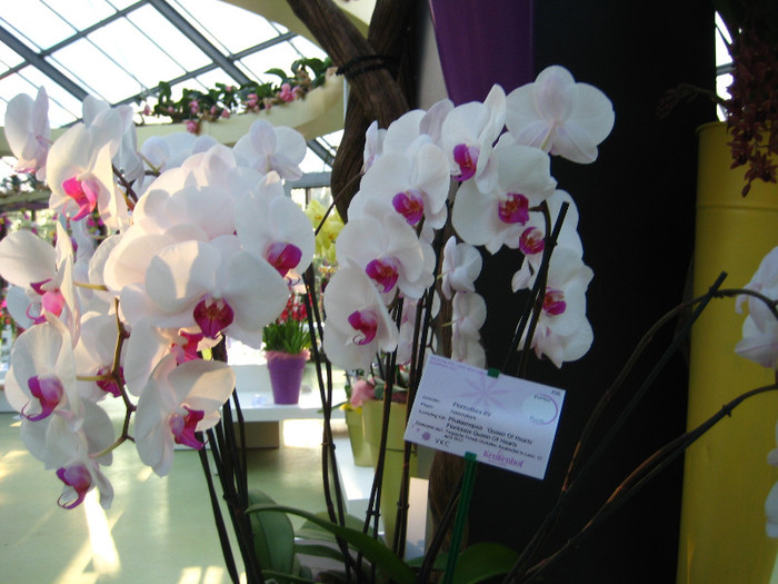 23.03.2012 o zi de vis 258 - Expozitie de orhidee Keukenhof 2012