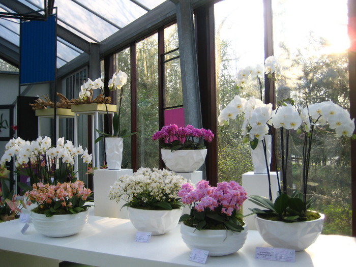 23.03.2012 o zi de vis 260 - Expozitie de orhidee Keukenhof 2012