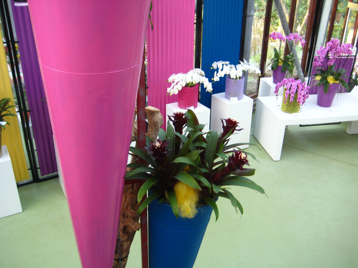 23.03.2012 o zi de vis 271 - Expozitie de orhidee Keukenhof 2012