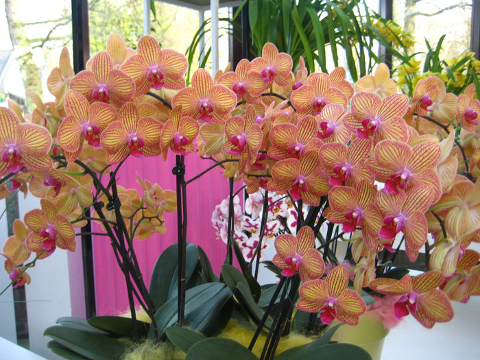 23.03.2012 o zi de vis 272 - Expozitie de orhidee Keukenhof 2012
