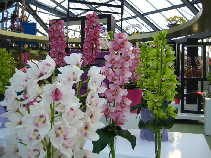 23.03.2012 o zi de vis 273 - Expozitie de orhidee Keukenhof 2012