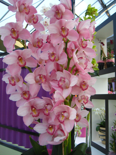 23.03.2012 o zi de vis 274 - Expozitie de orhidee Keukenhof 2012